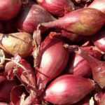 Shallot: planting, growing, harvesting