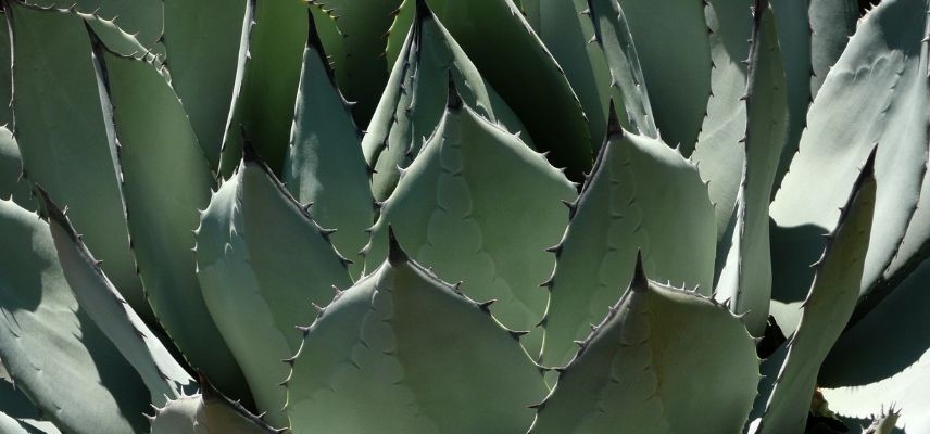 Young Plants for a Mineral Garden