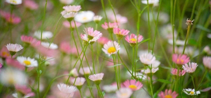 Young Plants for a Mineral Garden