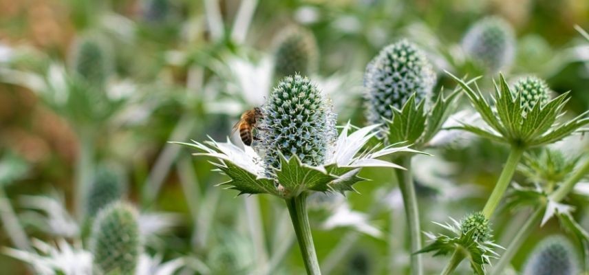 Young Plants for a Mineral Garden