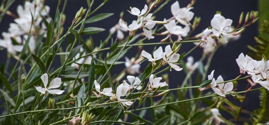 Young Plants for a Mineral Garden