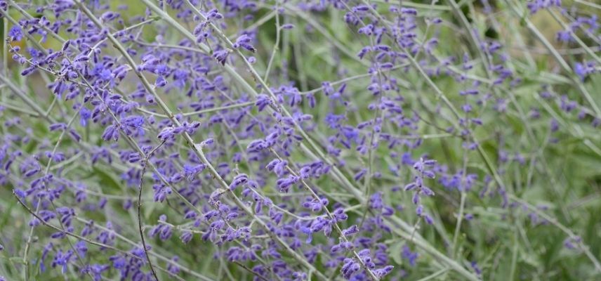 Young Plants for a Mineral Garden