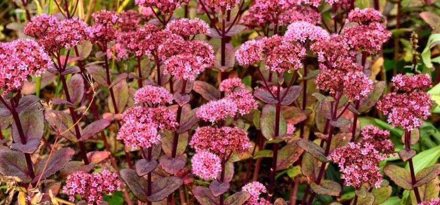 Young Plants for a Mineral Garden
