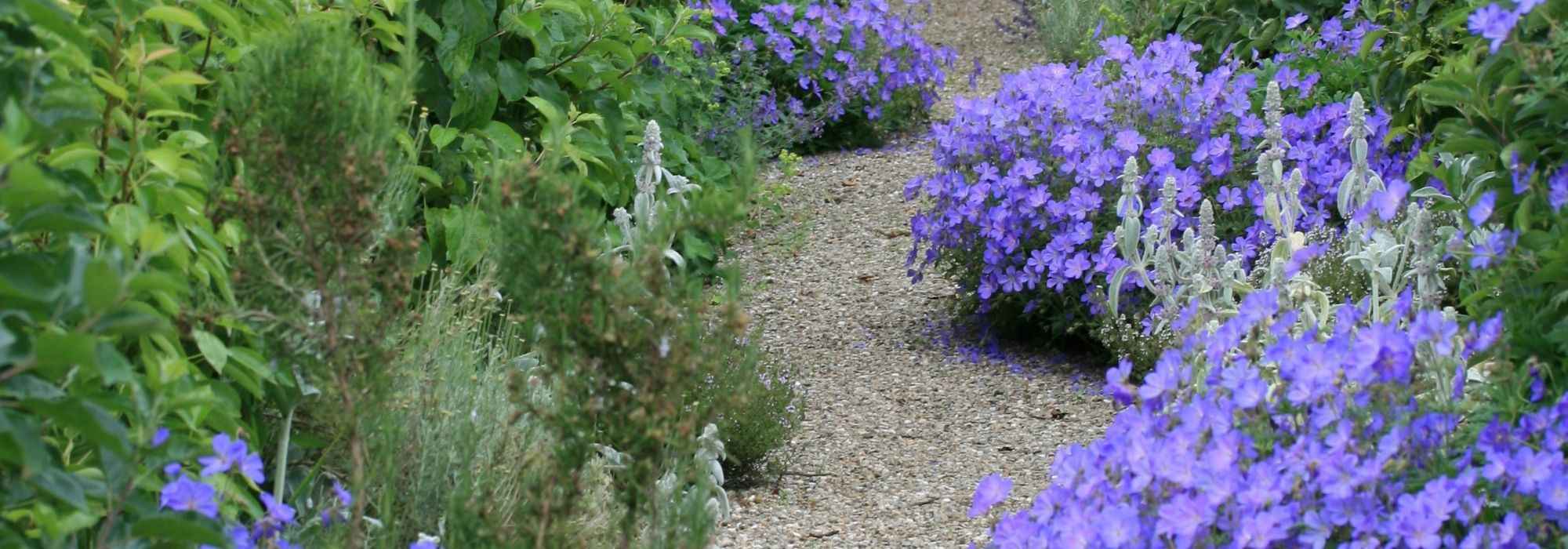 Rock garden: 12 suitable perennials