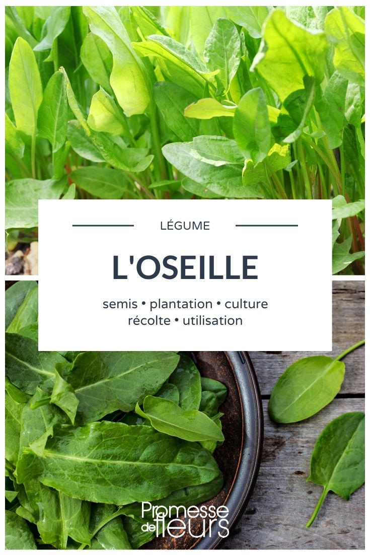 Sorrel: Everything You Need to Know