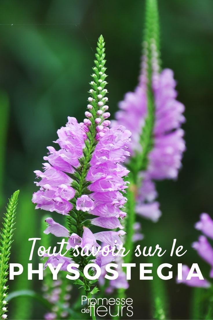 Physostegia virginiana - Planting, Maintaining, and Cultivating
