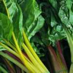 Swiss chard, chard: planting, cultivation, harvest