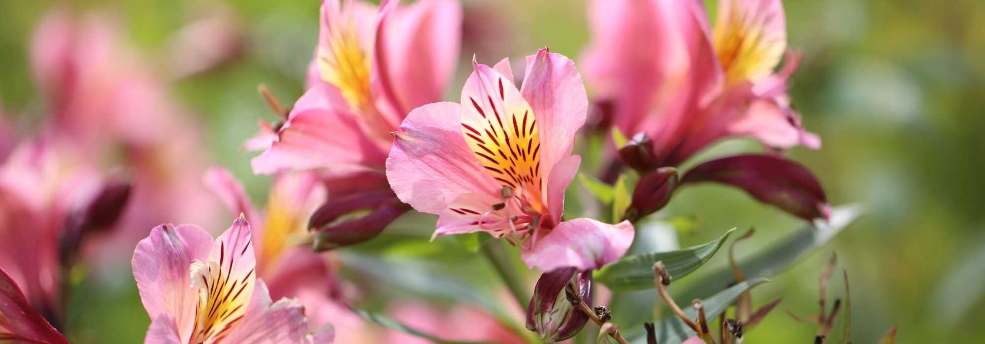 How to protect Peruvian lilies in winter?