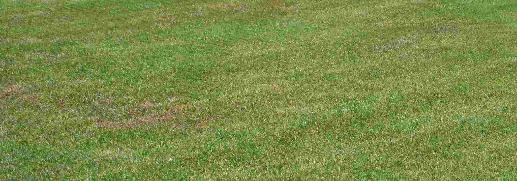 How to renovate a lawn?