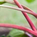 Rhubarb: planting, growing, harvest