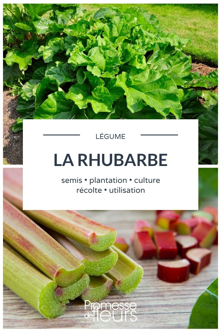 Rhubarb: Everything You Need to Know

Rhubarb is a perennial plant known for its tart-flavoured stalks, commonly used in desserts like pies and crumbles. Despite its culinary uses, it's important to note that only the stalks are edible; the leaves are toxic and should never be consumed.

### Growing Rhubarb

Rhubarb thrives in cooler climates and can be planted either in autumn or early spring. It prefers well-drained, fertile soil and a sunny or lightly shaded spot in the garden. When planting rhubarb, ensure that the crowns are set about 2 inches below the surface of the soil.

### Care and Maintenance

Rhubarb requires minimal maintenance once established. Keep the area around the plants free of weeds and apply a generous layer of compost or well-rotted manure each spring to encourage vigorous growth. Water the plants during dry periods and remove any flower stalks promptly to prevent them from taking energy away from the stalk development.

### Harvesting Rhubarb

The first harvest should generally be in the second year after planting, as harvesting during the first year can weaken the plants. When harvesting, choose stalks that are at least 10 inches long and pull them from the base rather than cutting them. Be sure to leave at least two stalks per plant to ensure continued growth.

### Culinary Uses

Rhubarb is famously paired with strawberries in pies and desserts, but it can also be used in savoury dishes. Its tartness complements fatty meats and fish well. Rhubarb can also be made into a compote or jam, or even pickled as a unique addition to salads.

### Conclusion

Rhubarb is a versatile and easy-to-grow plant that offers a unique flavour to a variety of dishes. With proper care and harvesting, it can be a delightful addition to your garden and your kitchen.