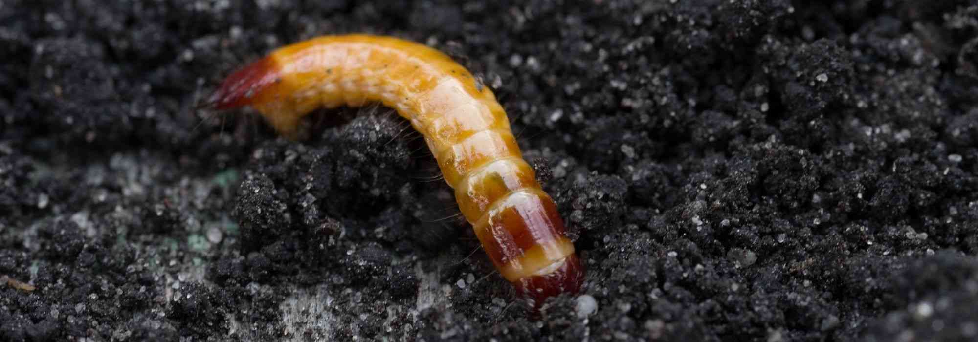 Click beetle or wireworm: damage, treatment and organic control