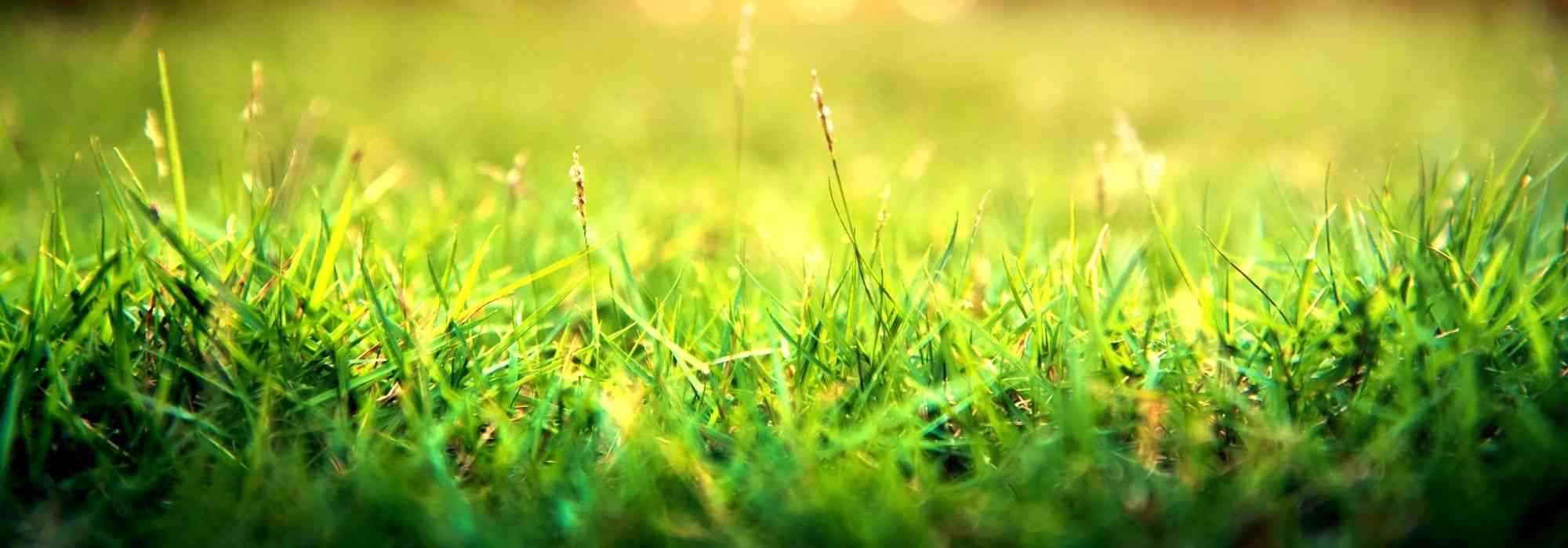 Topdressing a lawn: why and how?