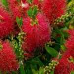 Callistemon or bottlebrush: best varieties