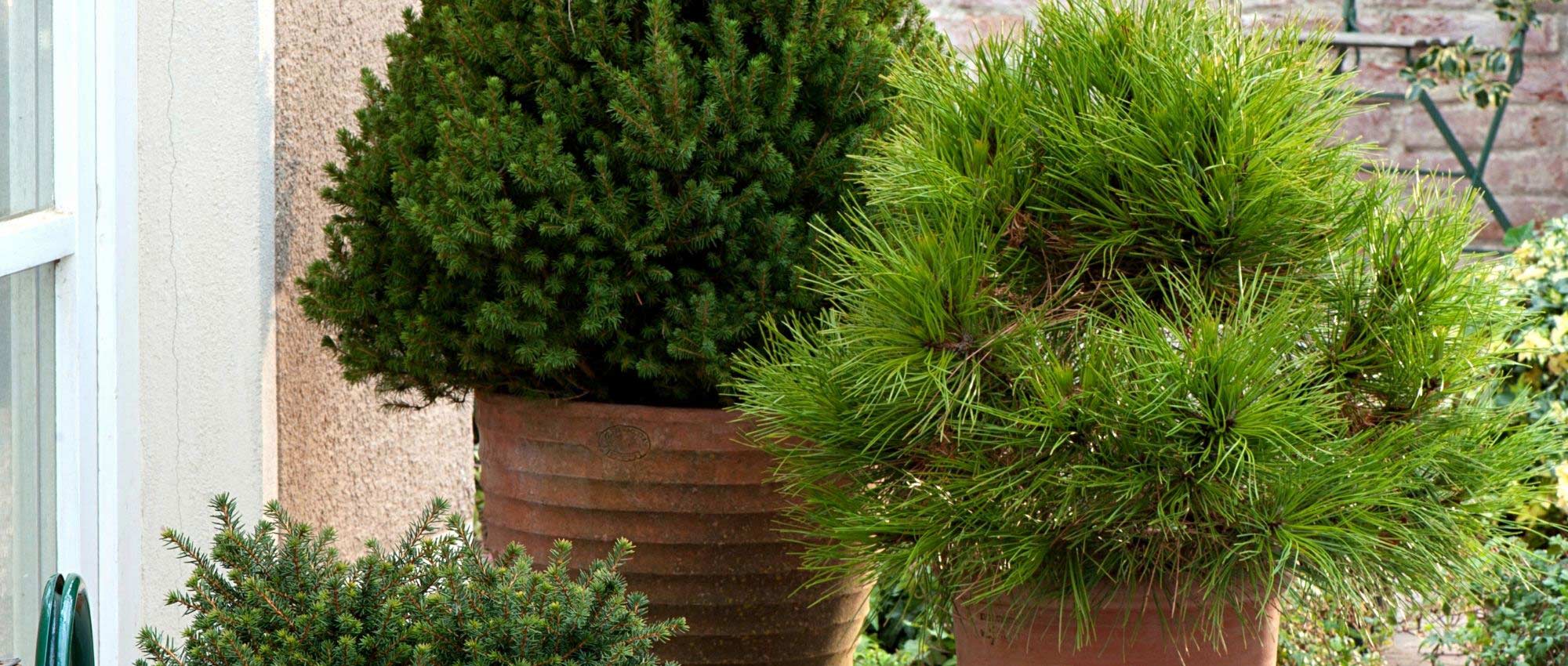Conifer: 10 varieties for pots and terraces