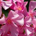 When and how to take oleander cuttings?