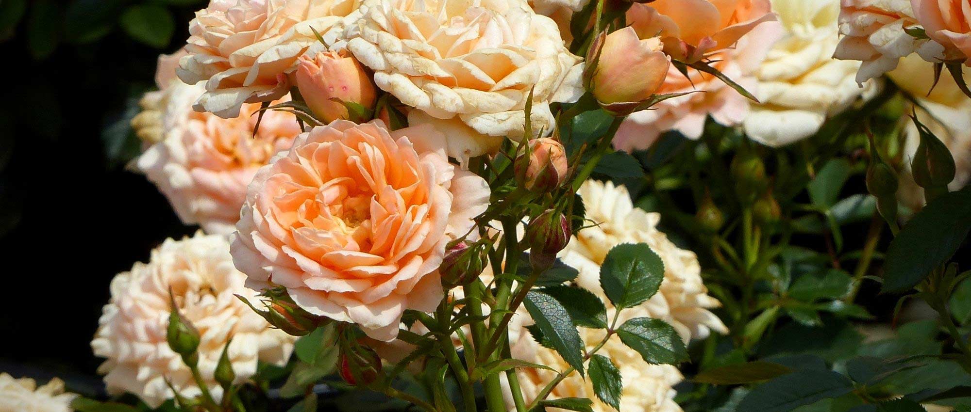 8 perfect roses for pots
