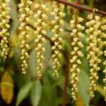 Stachyurus: planting, growing, and care