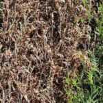 Diseases and parasitic pests of thuja