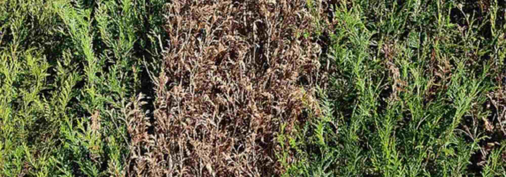 Diseases and parasitic pests of thuja