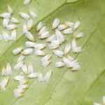 Whitefly or aleurode: identification and treatment