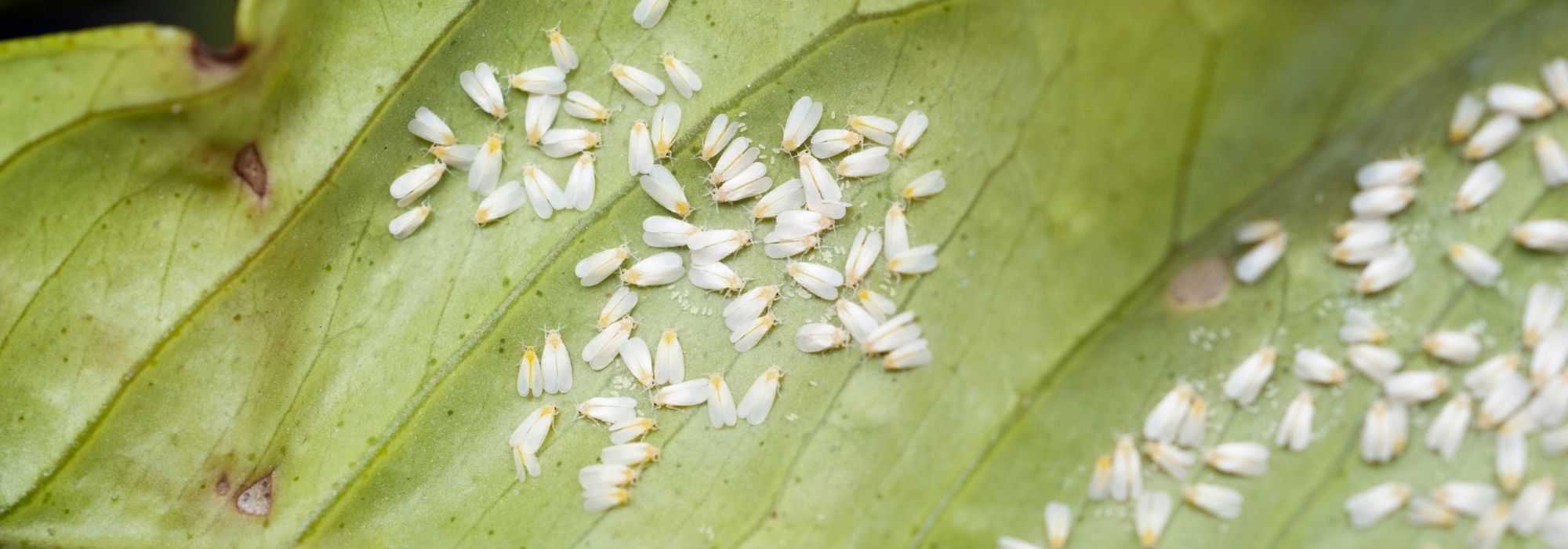 Whitefly or aleurode: identification and treatment