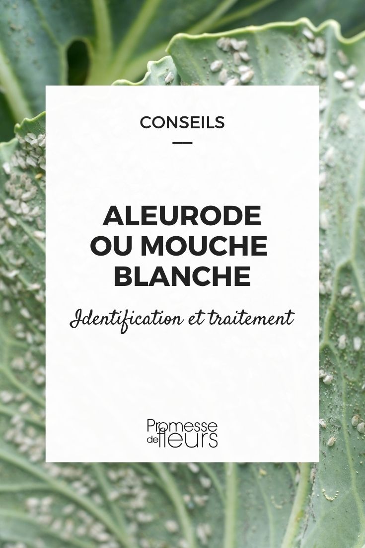 Whitefly: Identification and Treatment