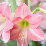 Amaryllis: growing, planting and care