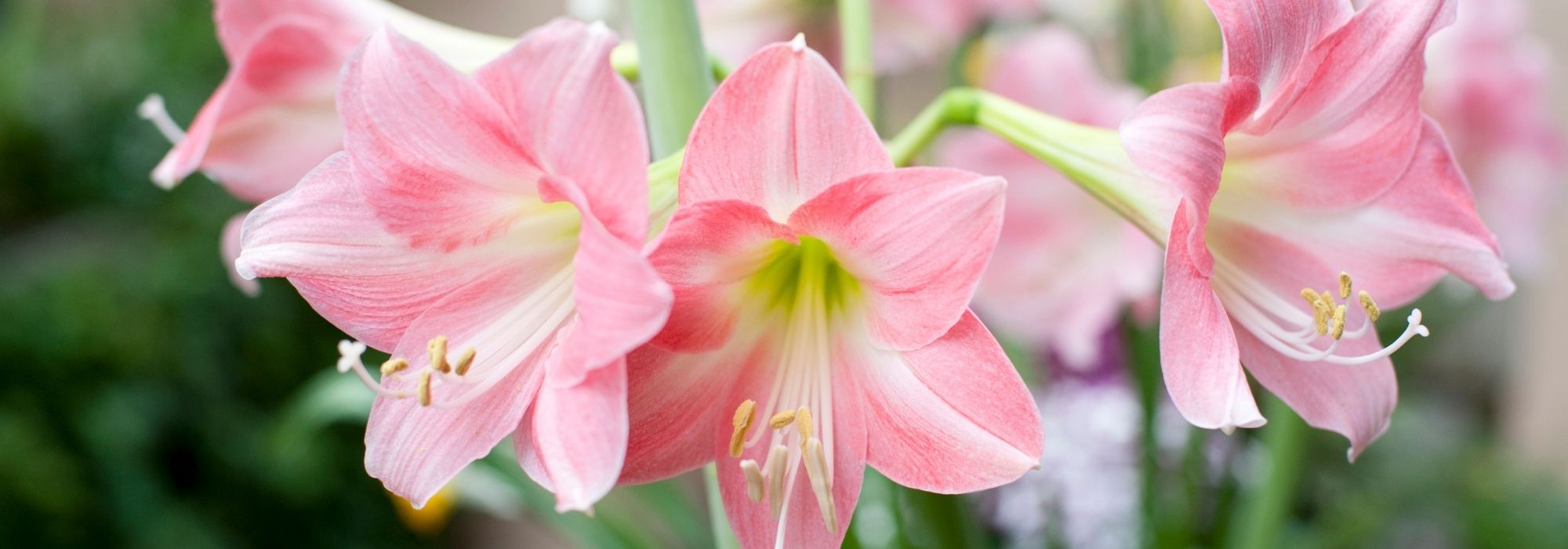 Amaryllis: growing, planting and care