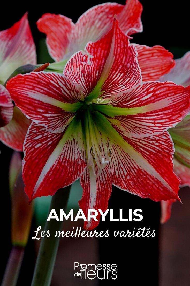 Amaryllis: The Most Beautiful Varieties