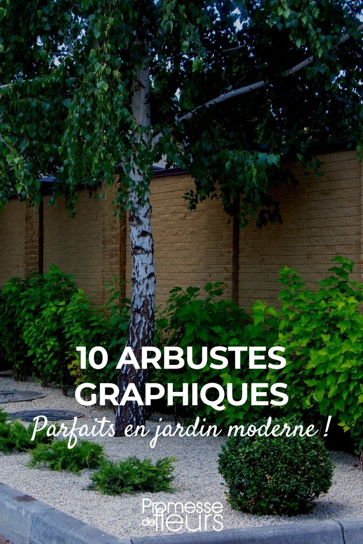 10 Bushes for a Modern Garden