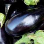 Aubergine, eggplant: sowing, growing, harvesting