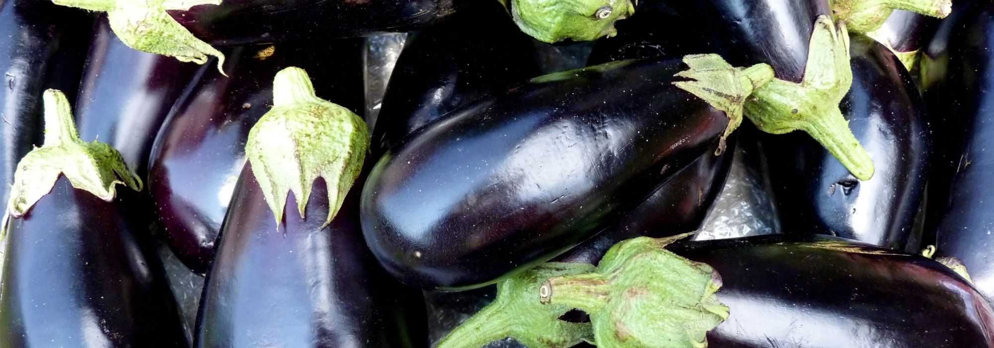 Aubergine, eggplant: sowing, growing, harvesting