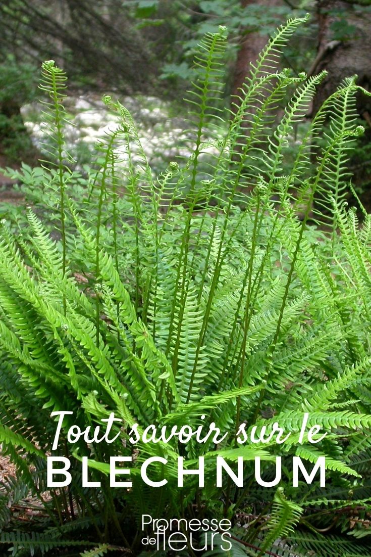 Succeeding in Cultivating Blechnum