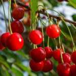 The best cherry varieties for productive cherry trees