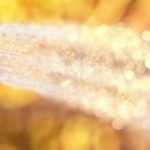 How to save water in the garden?