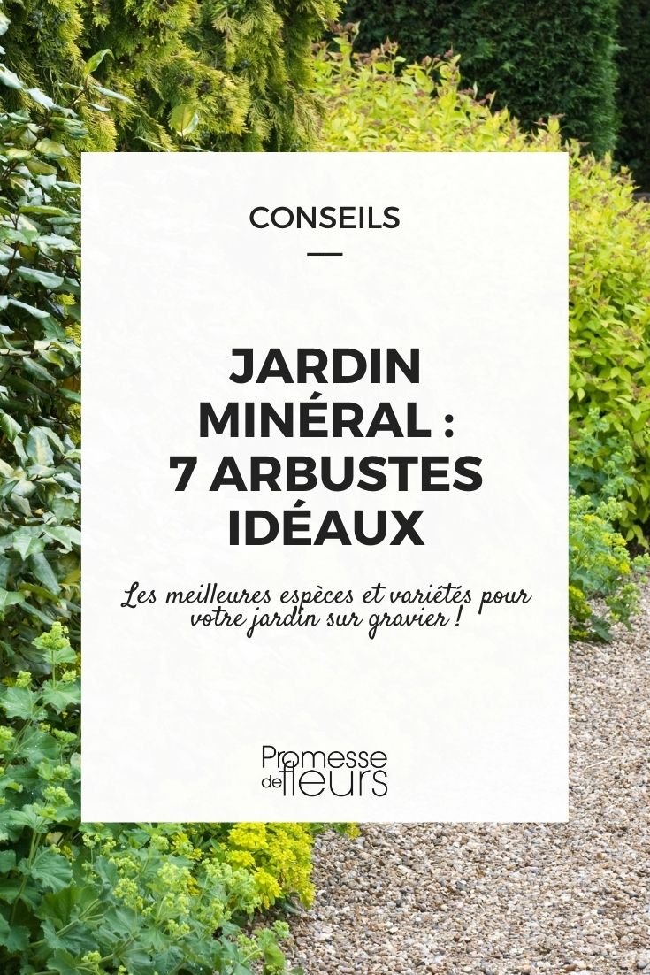 Mineral Garden: Which Bushes to Plant?