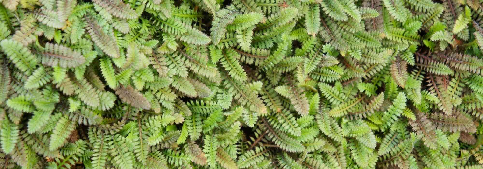 Leptinella, Cotula: cultivation, planting, and care