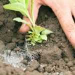 What is a water-retaining agent, what is it used for and how do you use it?