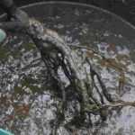 Coat roots of trees and bushes with pralin