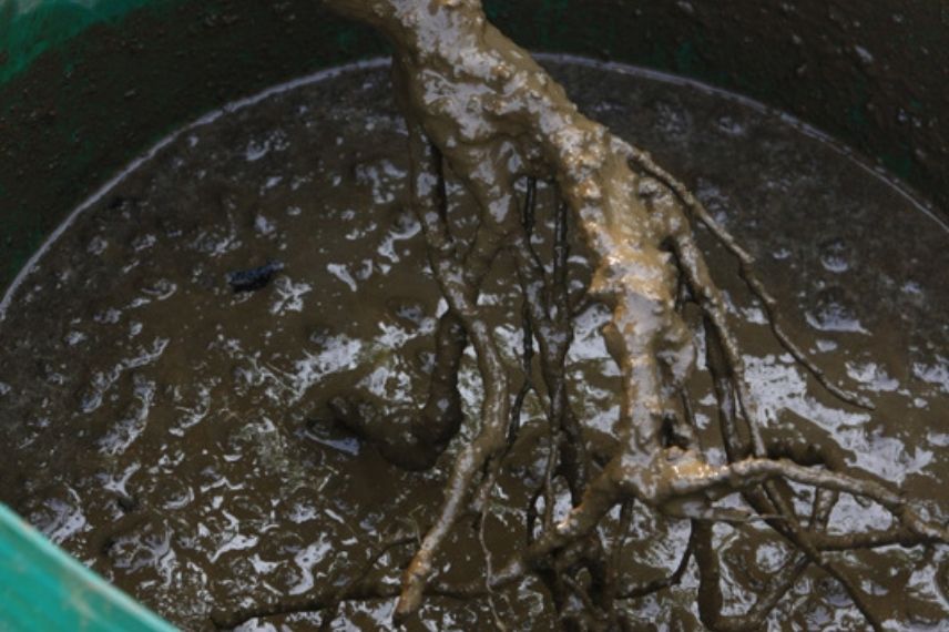 Root-dipping of Naked-root Bushes