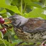 How to protect crops from birds: the suitable equipment