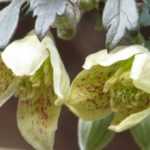 6 clematis flowering in winter