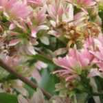 9 autumn-flowering shrubs