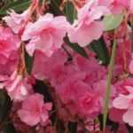 9 shrubs with pink flowers you should have in your garden