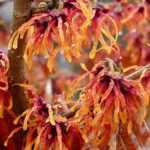 8 bushes with orange flowers you should have in your garden