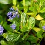 10 evergreen bushes for dry soil