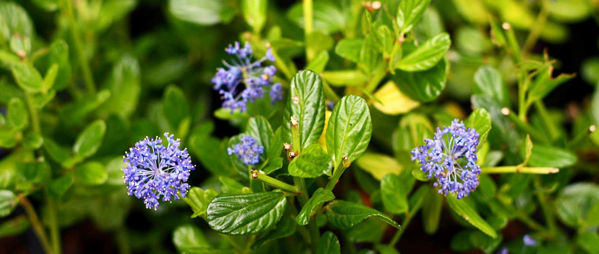 10 evergreen bushes for dry soil
