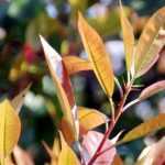 8 evergreen bushes with rapid growth for a quickly screening hedge!