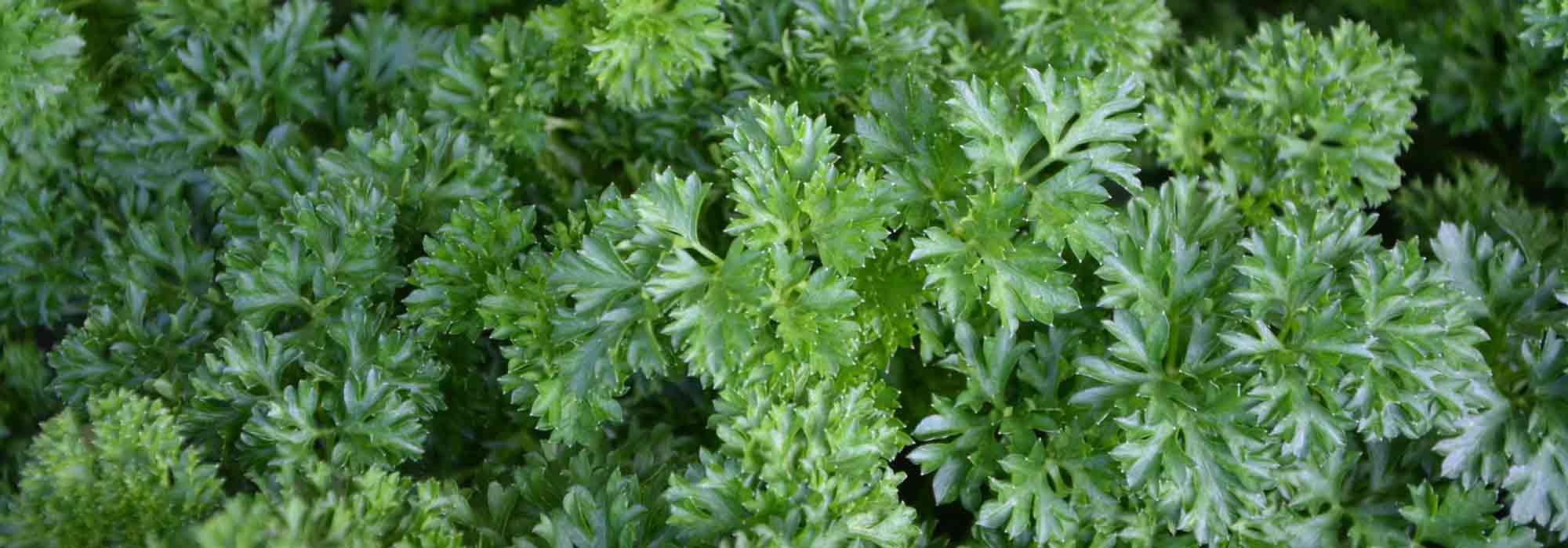 7 aromatic plants for shade